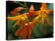 Orange Lily Flowers, Vulcano Baru, Parque National de Amistad, Chiriqui Province, Panama-Christian Ziegler-Premier Image Canvas