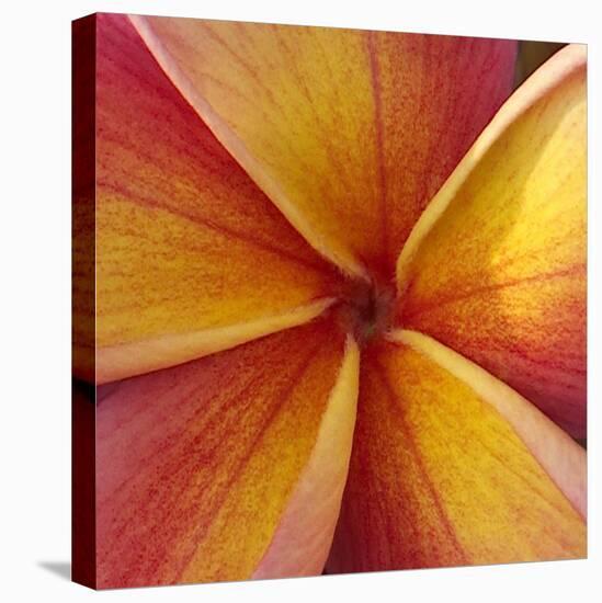 Orange Plumeria at Molokai Plumerias, Molokai, Hawaii, USA-Bruce Behnke-Premier Image Canvas