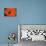 Orange Poppy-Savanah Stewart-Premier Image Canvas displayed on a wall