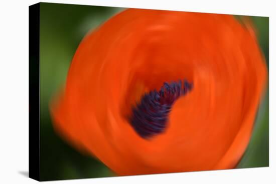 Orange Poppy-Savanah Stewart-Premier Image Canvas