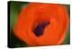 Orange Poppy-Savanah Stewart-Premier Image Canvas