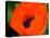 Orange Poppy-Savanah Plank-Stretched Canvas