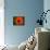 Orange Poppy-Savanah Plank-Stretched Canvas displayed on a wall