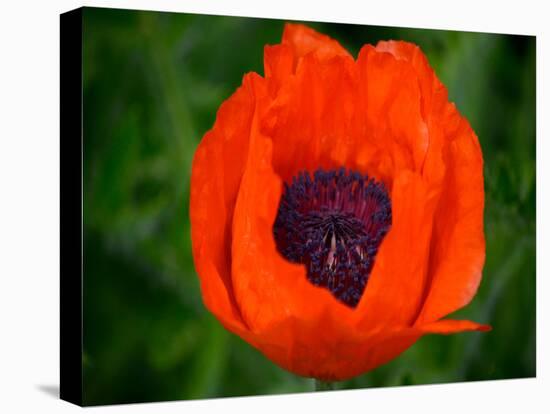 Orange Poppy-Savanah Plank-Stretched Canvas