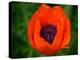 Orange Poppy-Savanah Plank-Stretched Canvas