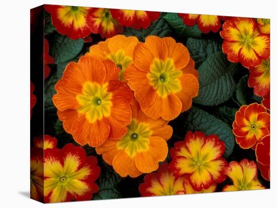 Orange Primroses Pattern, Washington, USA-null-Premier Image Canvas