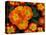 Orange Primroses Pattern, Washington, USA-null-Premier Image Canvas