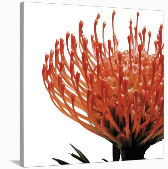 Orange Protea 1 (detail)-Jenny Kraft-Stretched Canvas