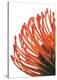 Orange Protea 4-Jenny Kraft-Stretched Canvas