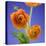 Orange Ranunculus Flowers-Clive Nichols-Premier Image Canvas