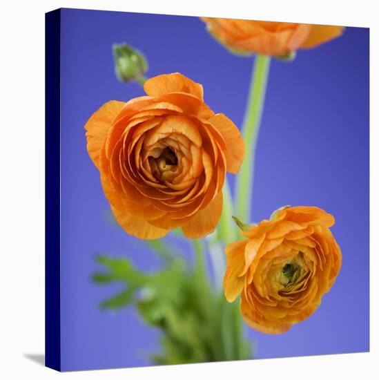 Orange Ranunculus Flowers-Clive Nichols-Premier Image Canvas