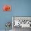 Orange Rose Close-Up-Matt Freedman-Premier Image Canvas displayed on a wall