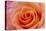 Orange Rose Close-Up-Matt Freedman-Premier Image Canvas