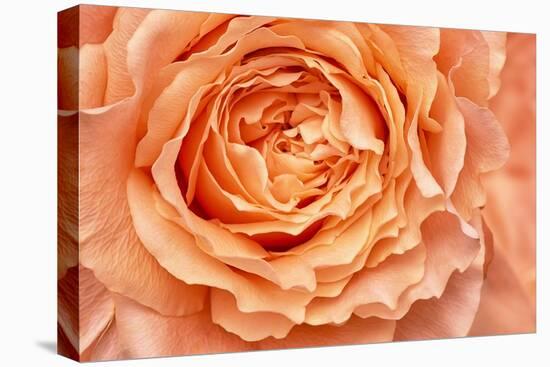 Orange Rose Close Up-Cora Niele-Premier Image Canvas