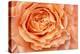 Orange Rose Close Up-Cora Niele-Premier Image Canvas