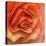 Orange Ruffles III-Rita Crane-Premier Image Canvas