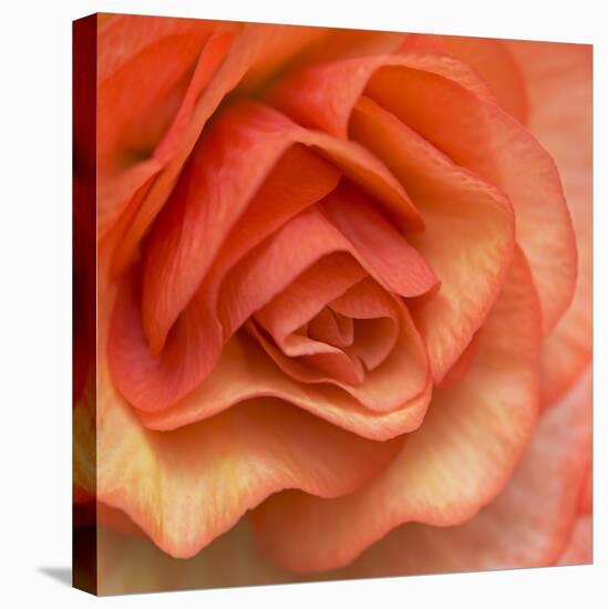 Orange Ruffles III-Rita Crane-Premier Image Canvas