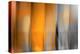 Orange Shades-Andrew Michaels-Premier Image Canvas