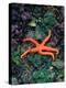 Orange Starfish on Rocks-Amy And Chuck Wiley/wales-Premier Image Canvas