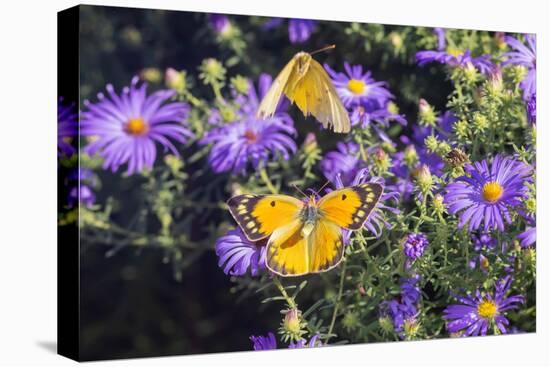 Orange Sulphur female and male courtship on Frikart's Aster-Richard and Susan Day-Premier Image Canvas