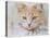 Orange Tabby Cat Portrait-Jai Johnson-Premier Image Canvas