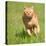 Orange Tabby Cat Running Fast Towards The Viewer In Green Grass-Sari ONeal-Premier Image Canvas