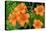 Orange tiger lily, USA-Lisa Engelbrecht-Premier Image Canvas