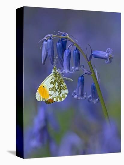 Orange tip butterfly on bluebell flower in English woodland-Andy Sands-Premier Image Canvas