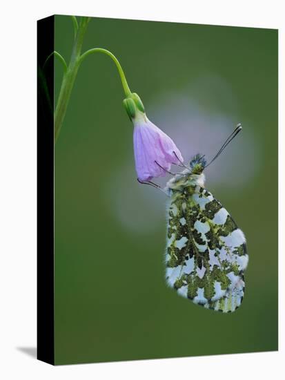 Orange tip butterfly roosting at dawn on Cuckooflower, UK-Andy Sands-Premier Image Canvas