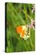 Orange Tip, Male, Cuckoo Flower, Ingestion-Harald Kroiss-Premier Image Canvas