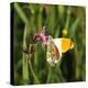 Orange Tip, Male, Cuckoo Flower, Ingestion-Harald Kroiss-Premier Image Canvas