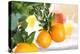 Orange Tree, Branch with Fruits, Citrus Mitis Calamondin-Sweet Ink-Premier Image Canvas