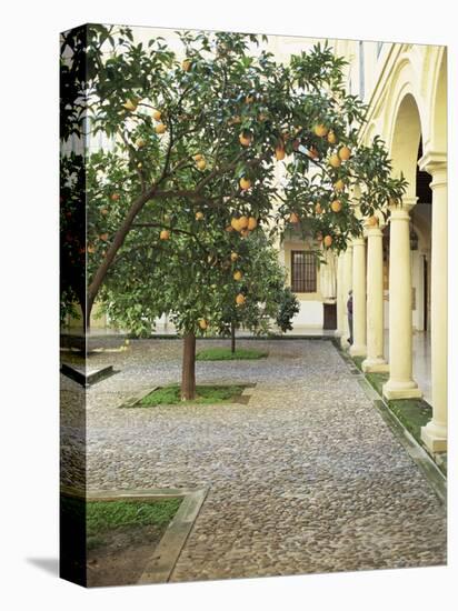 Orange Tree in Courtyard, Cordoba, Andalucia, Spain-Rob Cousins-Premier Image Canvas