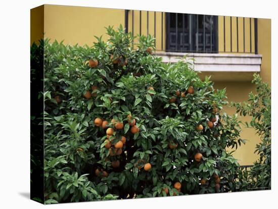 Orange Tree Outside House, Triana Quarter, Seville, Andalucia, Spain-Jean Brooks-Premier Image Canvas