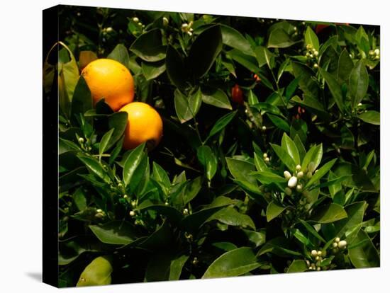 Orange Tree, Tenerife, Canary Islands, Spain-Russell Young-Premier Image Canvas