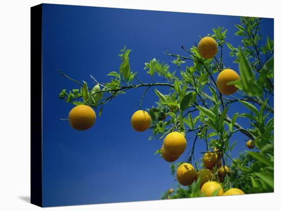 Orange Tree, Valencia, Spain, Europe-Mawson Mark-Premier Image Canvas