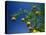 Orange Tree, Valencia, Spain, Europe-Mawson Mark-Premier Image Canvas