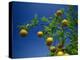 Orange Tree, Valencia, Spain, Europe-Mawson Mark-Premier Image Canvas