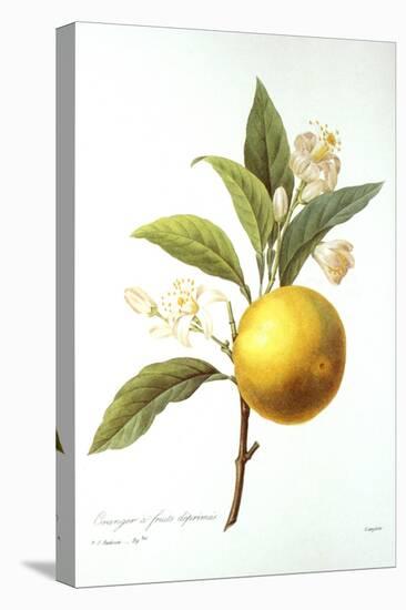 Orange Tree-Pierre-Joseph Redouté-Premier Image Canvas