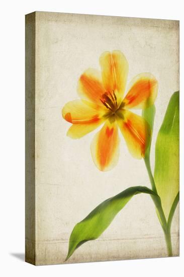 Orange Tulip-Judy Stalus-Stretched Canvas