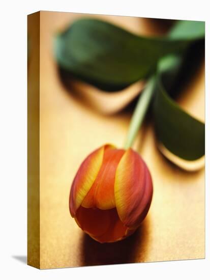 Orange Tulip-Colin Anderson-Premier Image Canvas