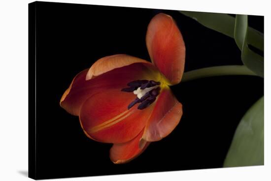 Orange Tulip-Lori Hutchison-Stretched Canvas