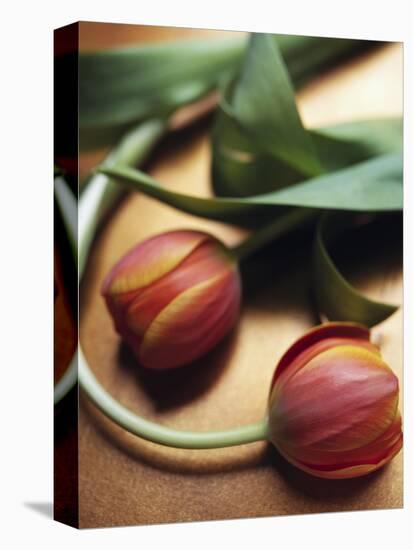 Orange Tulips-Colin Anderson-Premier Image Canvas