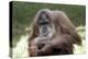 Orangutan Adult-Lantern Press-Stretched Canvas