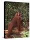 Orangutan and Baby in the Forest-DLILLC-Premier Image Canvas