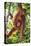 Orangutan and Baby Swinging in the Trees-DLILLC-Premier Image Canvas