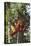 Orangutan and Baby Swinging in the Trees-DLILLC-Premier Image Canvas