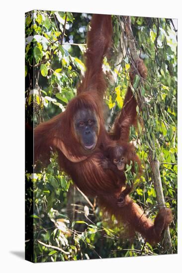 Orangutan and Baby Swinging in the Trees-DLILLC-Premier Image Canvas