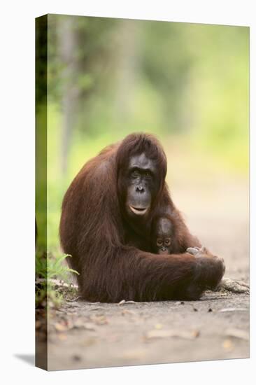 Orangutan and Baby-DLILLC-Premier Image Canvas