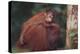 Orangutan and Baby-DLILLC-Premier Image Canvas